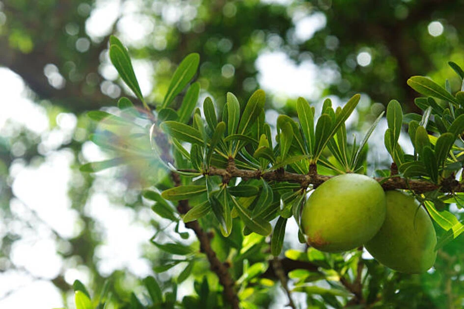 argan oil